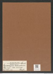 Eucampia balaustium var. minor Castr. (de-Toni-Nr.: Genus 142, Species 8043) Zeichnungen Sammlung Grunow Mappe 04094 (Herbarium_W_Grunow_drawings_Folder_04094)